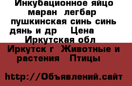 Инкубационное яйцо маран, легбар, пушкинская,синь-синь дянь и др. › Цена ­ 50 - Иркутская обл., Иркутск г. Животные и растения » Птицы   